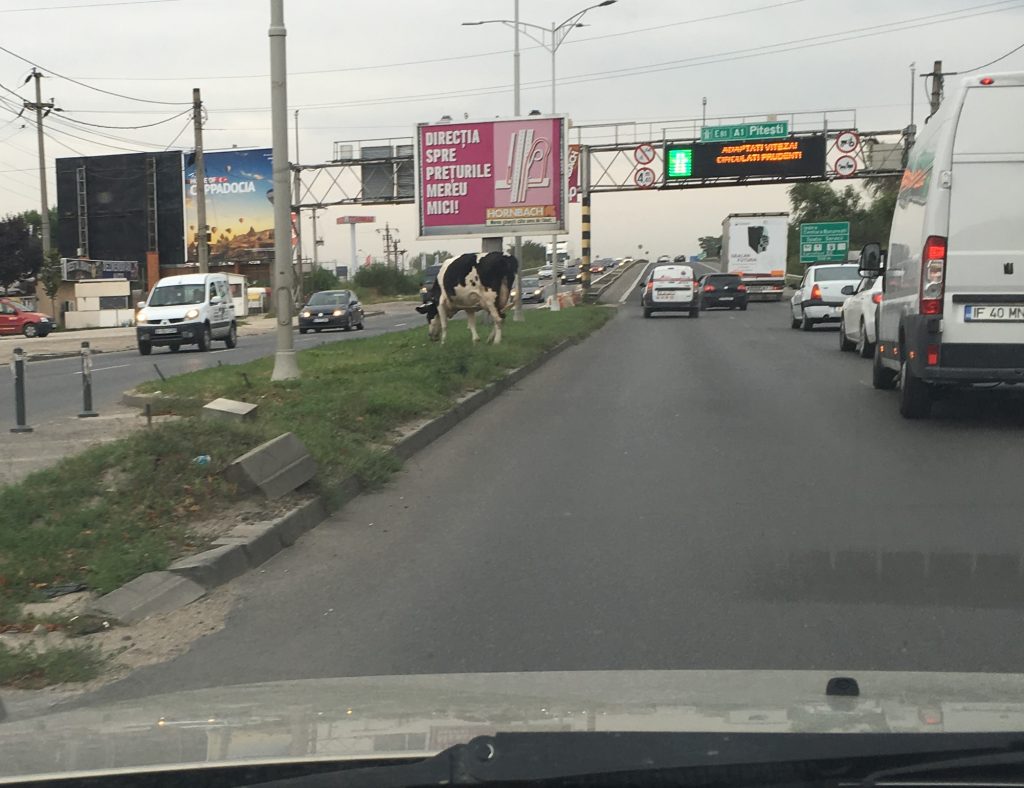 vaca-ep-autostrada